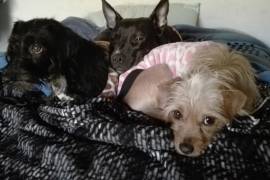 Los tres perros que acompañaron a su familia en el proceso de mudanza a Canadá, tras cumplir con requisitos sanitarios, documentación y un largo traslado internacional.