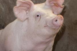 La dependencia reiteró que la peste porcina africana no representa un riesgo para la salud humana, pero sí tiene graves efectos en la producción pecuaria.