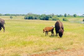 La cría de bisonte llegó a este mundo el pasado 20 de julio y es la segunda que nace en el Bioparque Estrella, en Nuevo León.