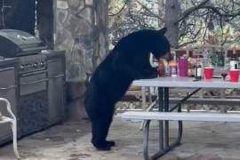 Una espectáculo, no por repetido menos asombroso, un oso negro buscando comida en una palapa.