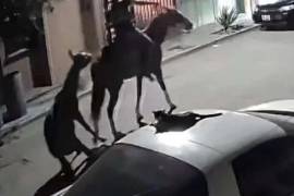 En el video se observa al equino sujeto con una cuerda mientras el joven lo estira durante el recorrido.