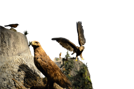 Hasta 300 por ciento aumenta tarifas el Museo de las Aves de Saltillo