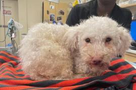 El pequeño perro fue llevado al Hospital de Emergencia BluePearl por vecinos que se dieron cuenta que sufría una sobredosis de la droga mortal