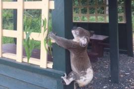 Koala muerto atornillado a un poste genera indignación en Australia