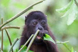 Monos sarahuatos se deshidratan y mueren ante altas temperaturas, en Tabasco y Chiapas.
