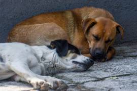 TOLUCA, ESTADO DE MÉXICO, 24 de julio de 2025.- El próximo 27 de julio se conmemora el Día Internacional del Perro Callejero, una fecha destinada a generar conciencia sobre el abandono, el maltrato y la importancia de la adopción responsable. Según datos del INEGI, en México hay cerca de 23 millones de perros, y el 70 por ciento vive en situación de calle. A pesar de las campañas de esterilización y adopción, la población canina sin hogar continúa creciendo. FOTO: CRISANTA ESPINOSA AGUILAR /CUARTOSCURO.COM