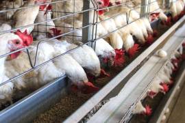Hasta el momento han detectado el virus de la influenza AH5N1 en seis granjas, aunque autoridades afirman que no se ha visto afectada la venta de huevo