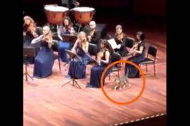 Un gatito pasea despreocupadamente durante un concierto de música clásica en el Centro de Convenciones de Estambul, Turquía.