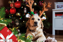 Con estos consejos podrás disfrutar las fiestas navideñas junto a tu perrito cuidado de su salud