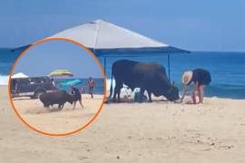 Una mujer, presuntamente extranjera, fue embestida por un toro en la playa La Fortuna, ubicada en Los Cabos, Baja California Sur. El suceso se volvió viral en redes sociales.