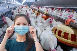 Esto es todo lo que debes saber sobre la gripe aviar, después de la confirmación de la Organización Mundial de la Salud (OMS), sobre primer caso de contagio en México.