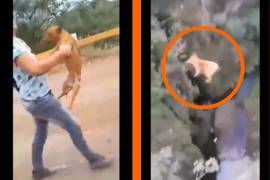 Un par de jóvenes viralizan un video donde lanzan a un perro desde las alturas en Peribán, Michoacán.