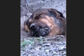 Un video difundido en redes sociales muestra a un perro presuntamente enterrado con vida en un sector de la colonia Nogales II, en Saltillo.