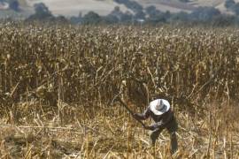 En cuanto a los cultivos de temporal, 42.8 por ciento enfrentan riesgo medio alto y alto por variabilidad estacional de lluvias.