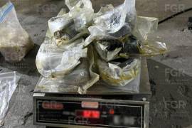 La droga asegurada, con un peso superior a los 11 kilogramos, fue puesta a disposición del Ministerio Público Federal para integrar la carpeta de investigación.