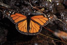 Cada otoño, millones de mariposas viajan casi 4.800 kilómetros desde Canadá, a través de Estados Unidos, hasta llegar al oeste de México.