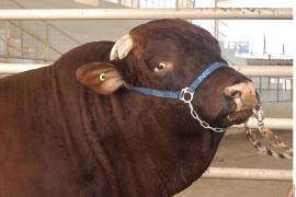 El Senasica añadió que el riesgo de establecimiento del gusano barrenador en el Estado es mínimo y que la situación epidemiológica se encuentra bajo control.