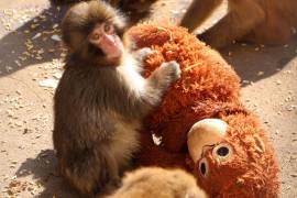Punch que fue abandonado al nacer en el zoológico de la ciudad de Ichikawa, y que desde entonces no se separa de un peluche que se ha convertido en una madre improvisada, se hizo viral en Japón.