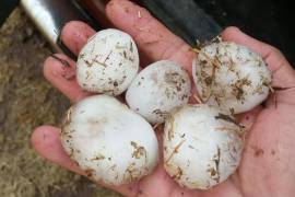 Fuerte granizada afecta a 200 vehículos en Chihuahua