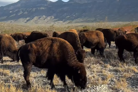 Los primeros bisontes americanos recorren libremente los pastizales de la Reserva Ecológica El Santuario.
