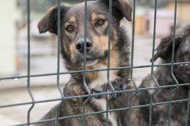 La falta de compromiso, la venta informal de cachorros en redes sociales y la escasa aplicación de sanciones agravan el abandono animal en la región.