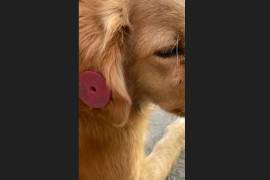 El arete colocado en la oreja permite identificar a ejemplares que ya fueron esterilizados y vacunados por personal especializado.