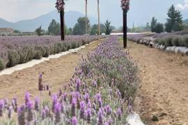 Las visitas recientes provocaron afectaciones, ya que algunas personas arrancaron flores y plantas.