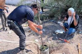 Las actividades incluyen limpieza, mantenimiento y reforestación.