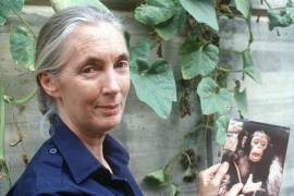 Jane Goodall fotografiada en 1990.