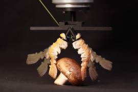 Los científicos de la EPFL han integrado caparazones de crustáceos desechados en dispositivos robóticos prensiles y móviles, aprovechando la resistencia y la flexibilidad de los materiales naturales.