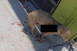 Ante la impotencia y el enojo, manifestó que la persona que le hizo daño es una persona enferma.