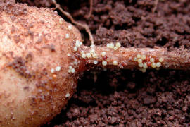 Patenta científica mexicana producto para control biológico de nematodo que afecta a papa y tomate