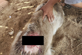 Los veterinarios subrayaron la importancia de la limpieza, la fumigación y el uso de mosquicidas como medida preventiva.