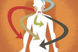 La tiroides es una pequeña glándula ubicada en el cuello, detrás de la laringe.