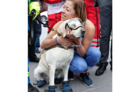 Reapare Frida, la heroína de los sismos