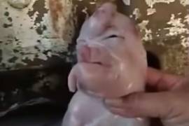 Nace cerdo 'mutante' que parece humano... y el internet enloquece