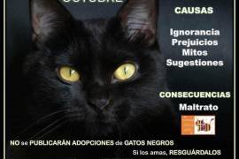 Sociedad Gatuna Saltillo A.C. ha instado a no ofrecer en adopción a estos felinos durante este mes, para evitar que sean víctimas de rituales o maltratos.