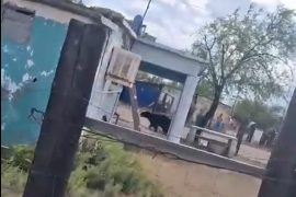 Un oso negro llegó hasta el patio de una vivienda en Estación Barroterán, municipio de Múzquiz.