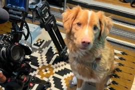 Trabajo. El director agradeció que se valorara el trabajo de su compañero de cuatro patas y destacó la apertura del cine de terror a propuestas distintas.