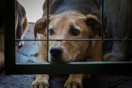 Vecinos de la colonia Zapalinamé difundieron en redes sociales un reporte por presunto maltrato animal y solicitaron la intervención de las autoridades.