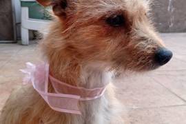 “Patitas” es juguetón, cariñoso y social, pero no está acostumbrado a andar en la calle.