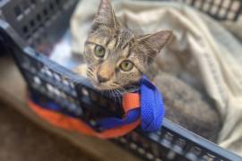 Cada jornada representa un paso más hacia el control de la sobrepoblación y el cuidado digno de los animales.