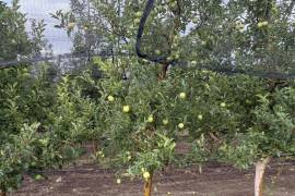 Productores de San Antonio de las Alazanas buscan mantener precios pese al aumento de costos.