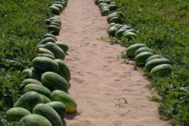 Productores de la Comarca Lagunera denuncian que el precio de la sandía cayó a 1.50 pesos por kilogramo, insuficiente para recuperar los costos de producción.