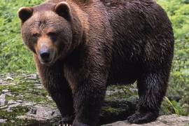 El proyecto visualiza créditos de carbono, créditos de naturaleza y actividades regenerativas como fuentes de financiamiento; además toma como especies emblemáticas al oso negro y al jaguar,. FOTO: