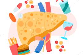 Los mecanismos celulares mediante los cuales una dieta alta en grasas somete al hígado a un estrés constante.