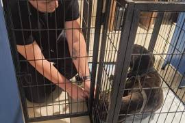 Cada adopción incluye un contrato y un esquema de seguimiento para verificar el bienestar de las mascotas en su nuevo hogar.