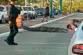 Paran el tráfico en Tampico para que cruce la calle... ¡un cocodrilo!