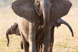 Esta foto sin fecha facilitada por ElephantVoices en octubre de 2021 muestra a una elefanta sin colmillos con sus dos crías en el Parque Nacional de Gorongosa, en Mozambique. AP/ElephantVoices