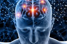 El cerebro realiza la poda sináptica durante toda la vida pues es una tarea de mantenimiento esencial.